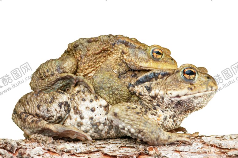 编号：87204210120114444635【酷图网】源文件下载-青蛙