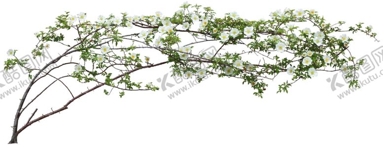 编号：24255910231032047245【酷图网】源文件下载-免扣植物树木素材图片
