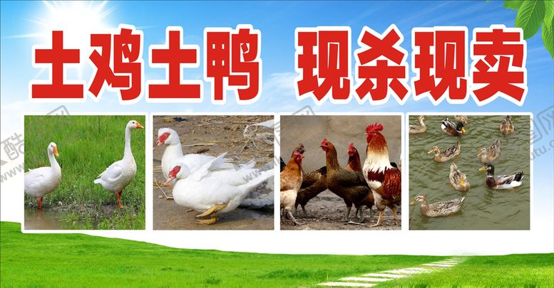 编号：12269807052054106486【酷图网】源文件下载-鸡鸭广告