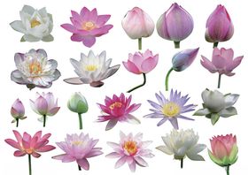 荷花