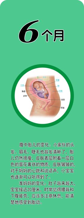 胎儿发育  6个月