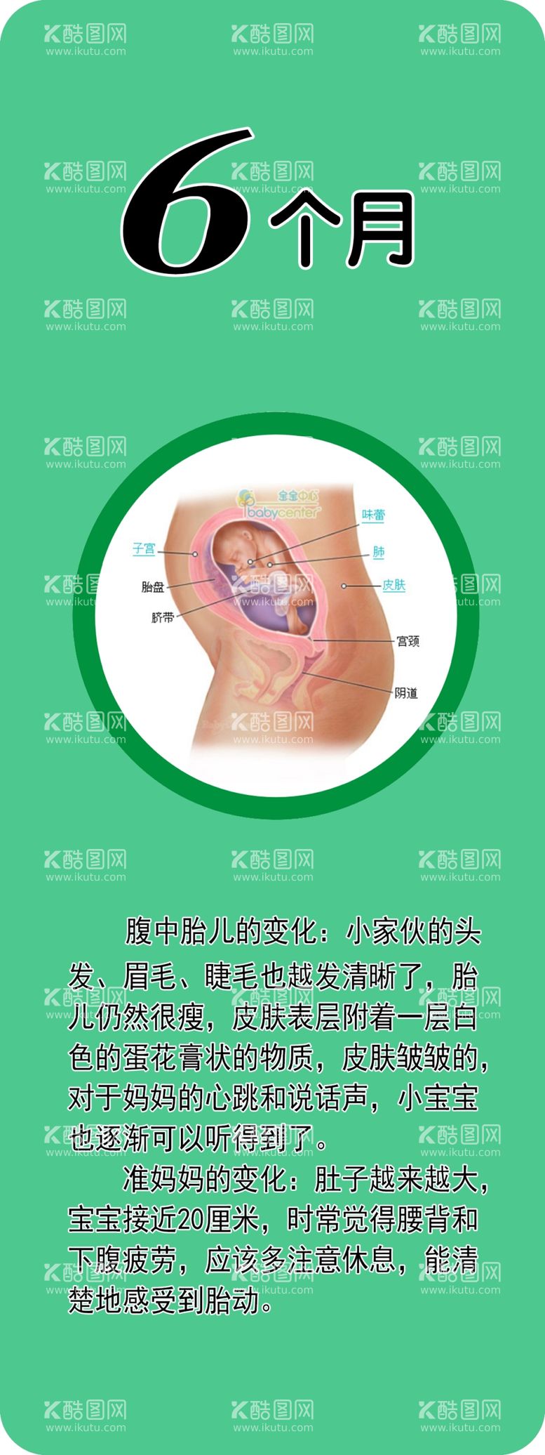 编号：70154809160339314265【酷图网】源文件下载-胎儿发育  6个月