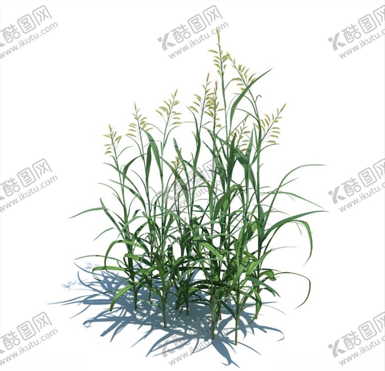 编号：75266809220926382375【酷图网】源文件下载-芦苇