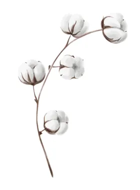 棉花壳