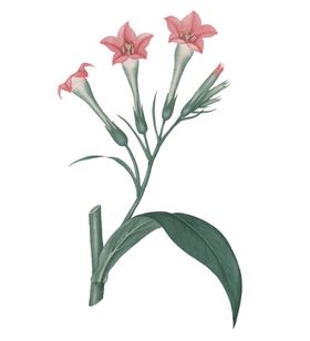 花儿