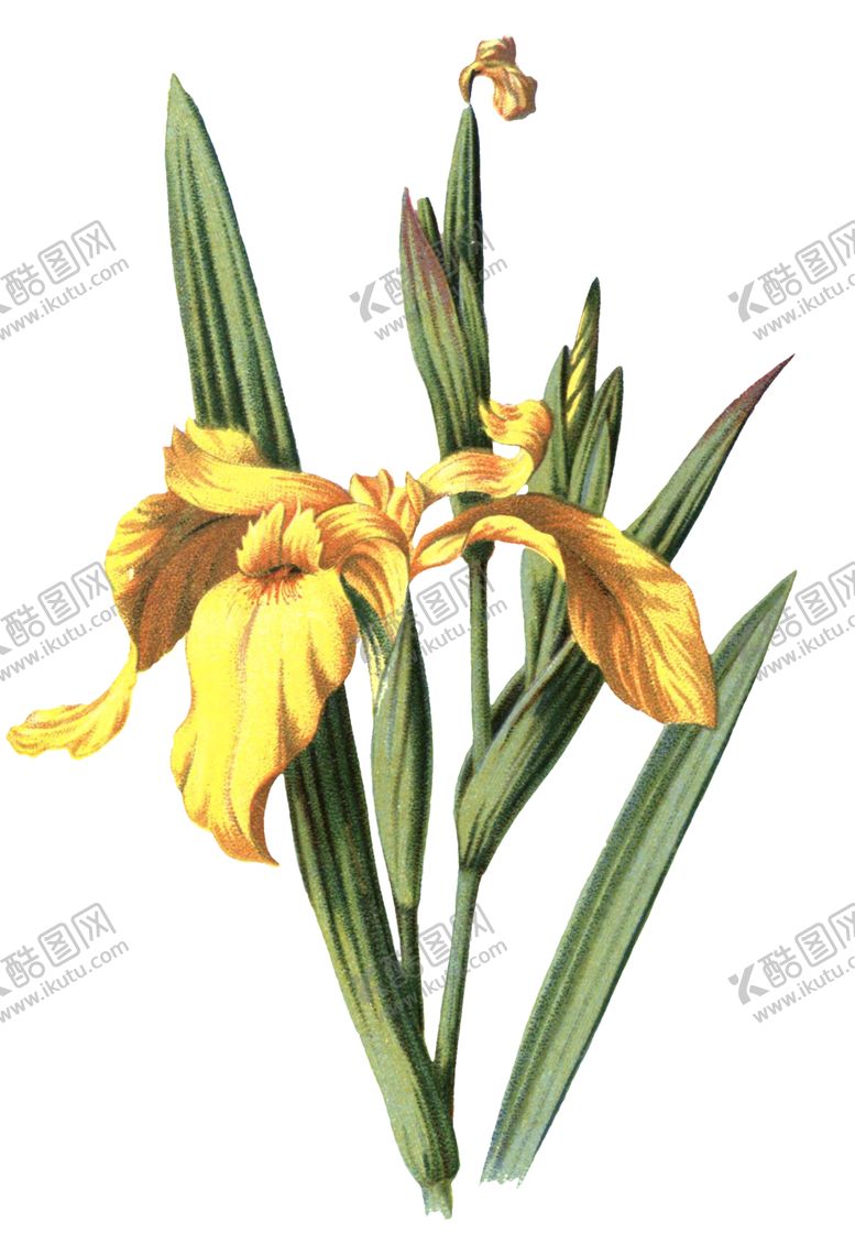 编号：57063310190834295701【酷图网】源文件下载-复古鲜花植物装饰图案