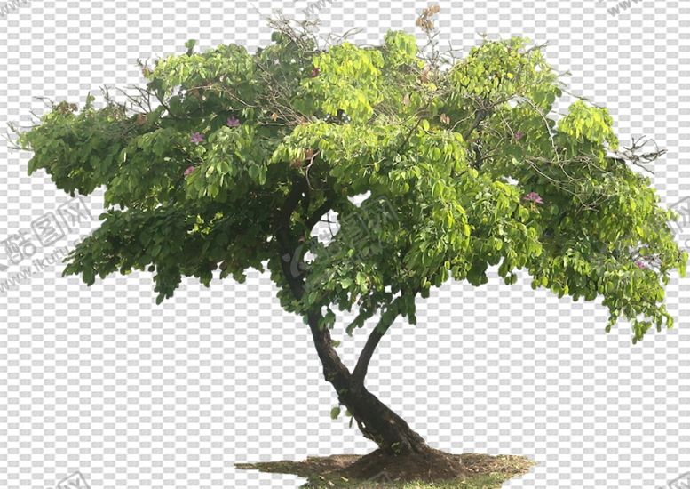 编号：85682704181919558660【酷图网】源文件下载-透明底植物