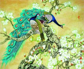 孔雀壁纸