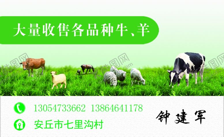 编号：69776910101249329236【酷图网】源文件下载-牛羊收购奶牛名片
