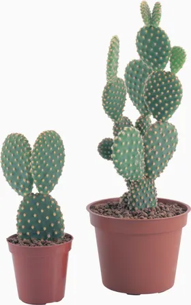 仙人掌球盆栽多肉植物绿植