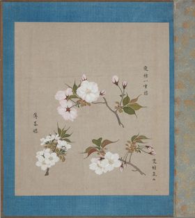 樱花