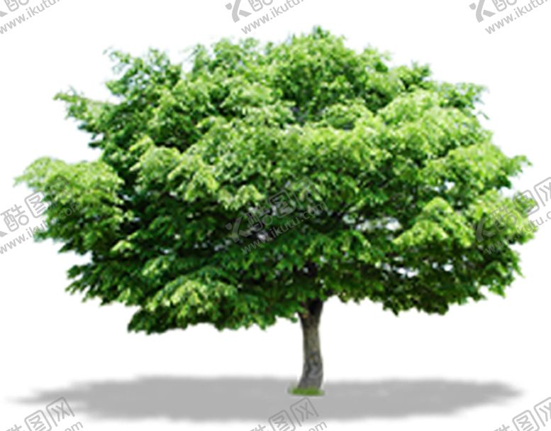 编号：21878710161049089196【酷图网】源文件下载-植物