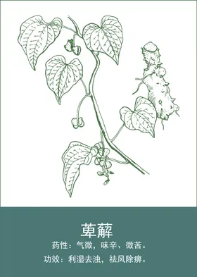 中药手绘插画