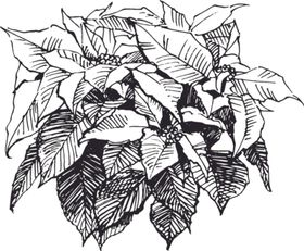 素描鲜花