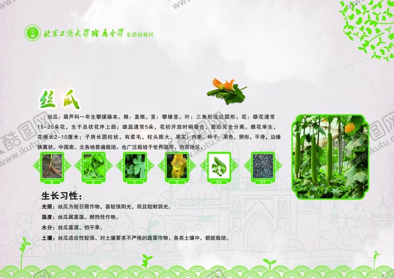 编号：49147012051213499417【酷图网】源文件下载-丝瓜