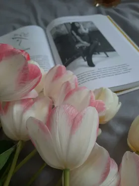 郁金香摄影绽放花朵花卉