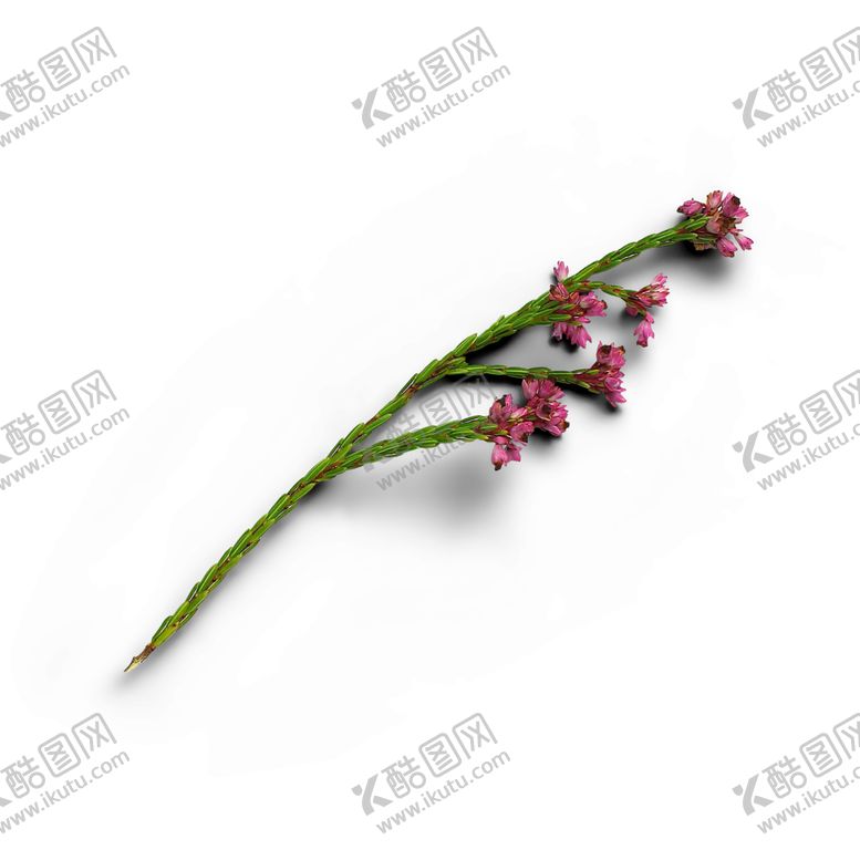 编号：31683510011331139128【酷图网】源文件下载-松针