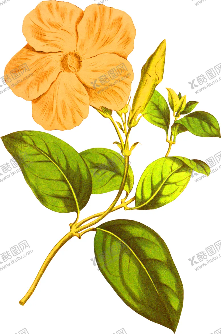 编号：90767006260640495537【酷图网】源文件下载-鲜花装饰