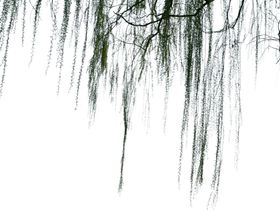垂柳