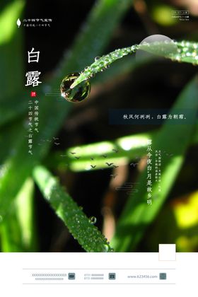 简约时尚白露节气海报