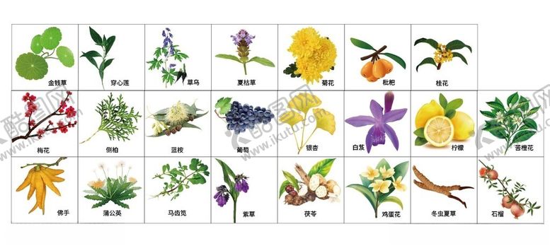 编号：39783301200129048916【酷图网】源文件下载-中医草药