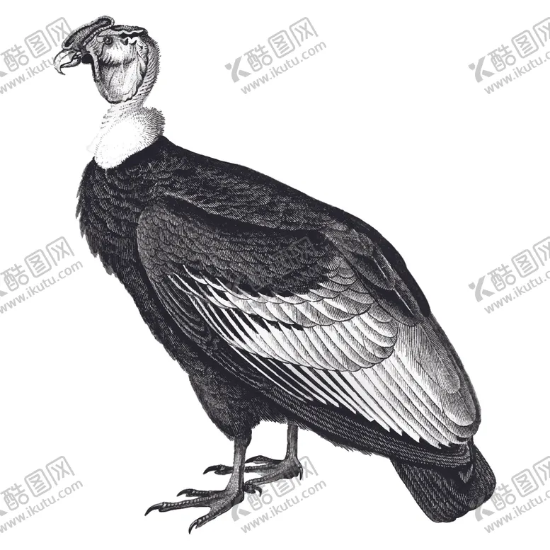 编号：10626806260840481843【酷图网】源文件下载-鸟类插画