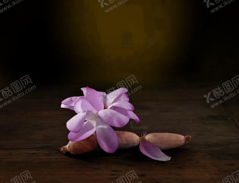 编号：87556010190915154329【酷图网】源文件下载-荷花