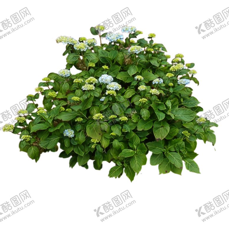 编号：30095209281537143636【酷图网】源文件下载-植物