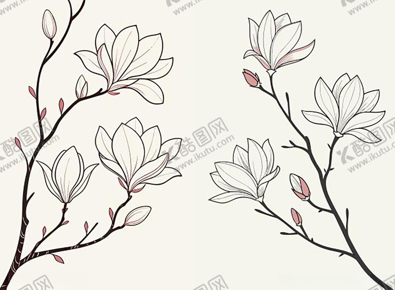 编号：70243004021818477395【酷图网】源文件下载-线条玉兰花卉插画