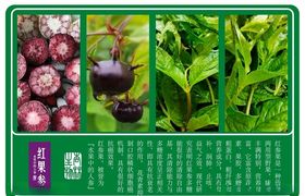 药材红果参