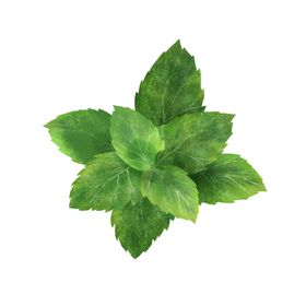 薄荷植物元素