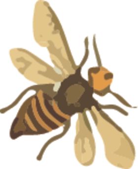 蜜蜂昆虫插画