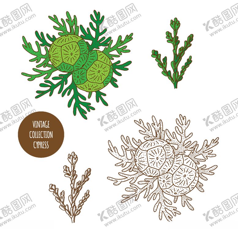编号：69659909262018002351【酷图网】源文件下载-植物线稿
