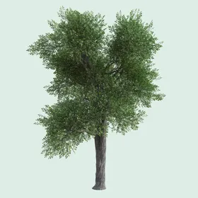 园林景观绿植设计素材树木花草