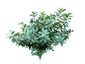 矮灌木ps素材贴图
