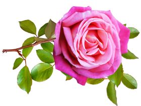 玫瑰花