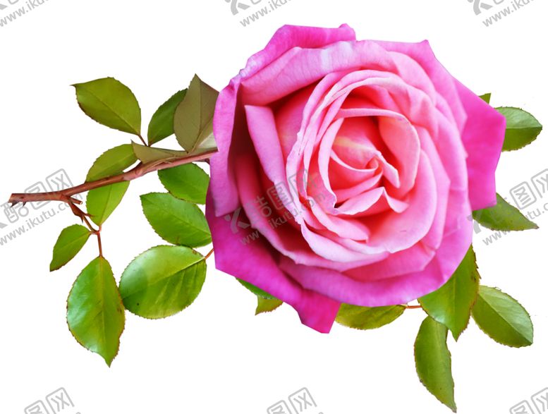 编号：73436109201222188068【酷图网】源文件下载-玫瑰花