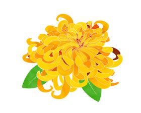菊花素材