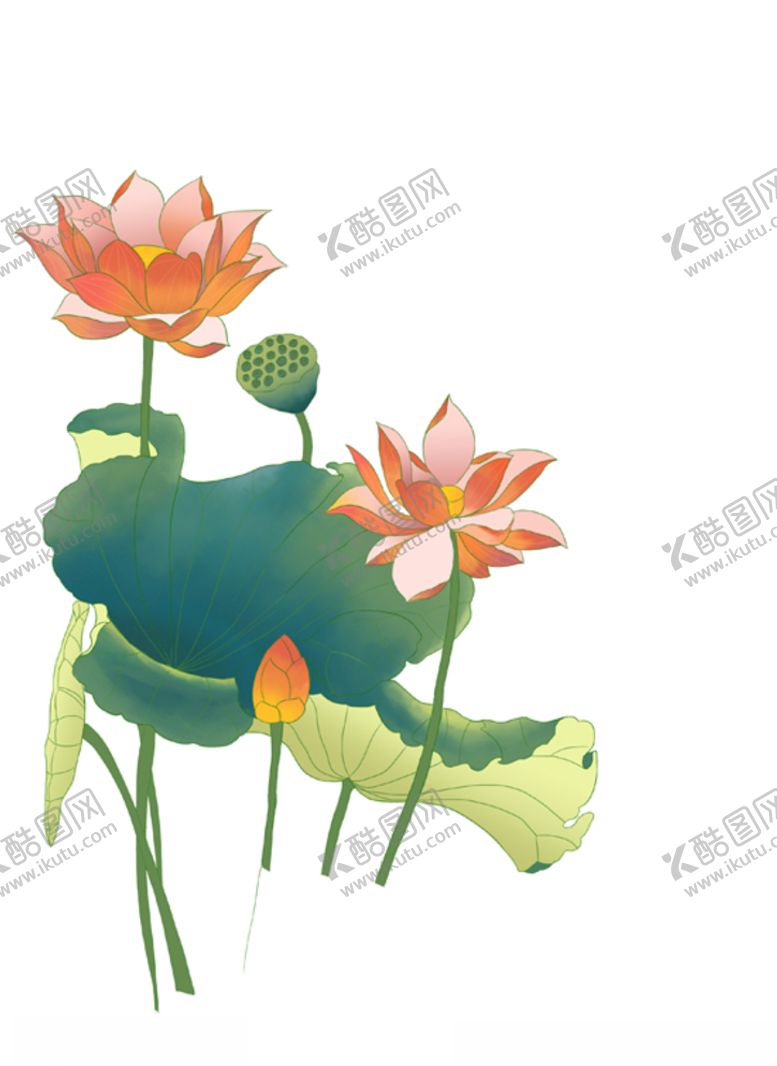 编号：44130305031534557137【酷图网】源文件下载-手绘荷花