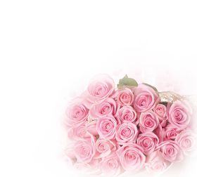 玫瑰花