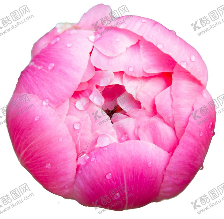 编号：52332010031054001827【酷图网】源文件下载-牡丹花