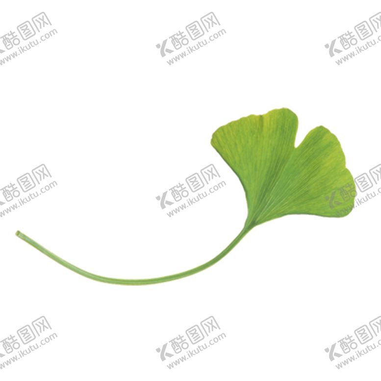 编号：87974909210325049297【酷图网】源文件下载-银杏叶