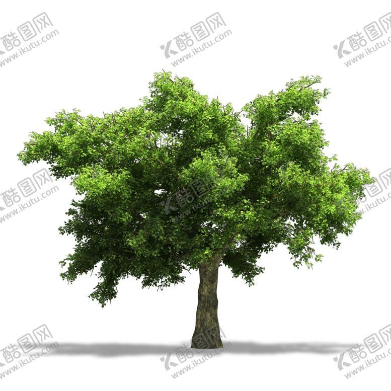 编号：39314507061322382121【酷图网】源文件下载-树木