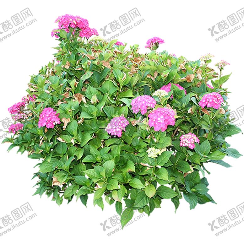 编号：18163509221827054174【酷图网】源文件下载-绿色植物