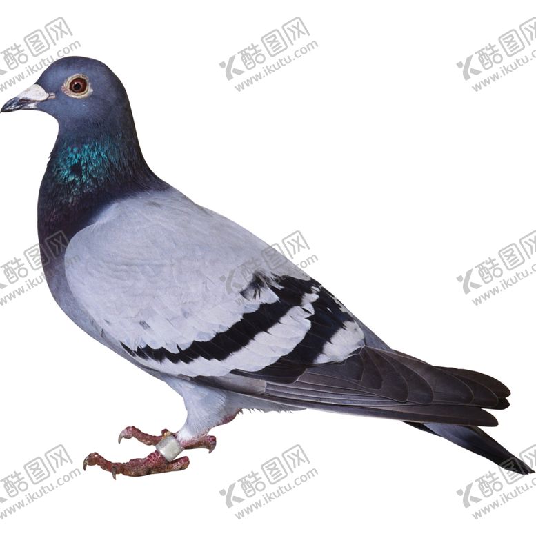 编号：44494904170050478182【酷图网】源文件下载-和平鸽