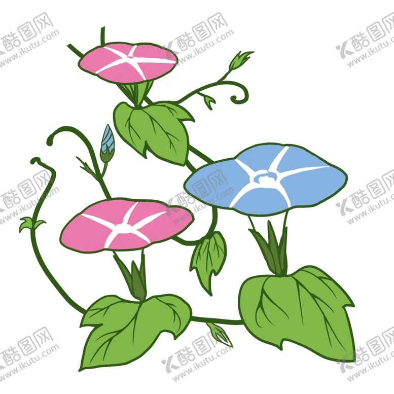 编号：17539604240830064434【酷图网】源文件下载-牵牛花插画