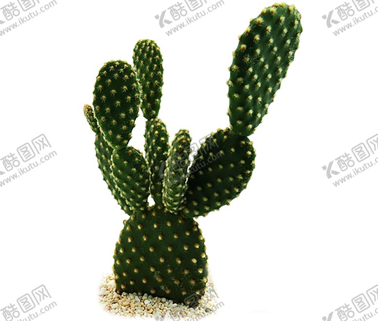 编号：34386609110421085013【酷图网】源文件下载-植物