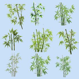 多样翠竹素材集
