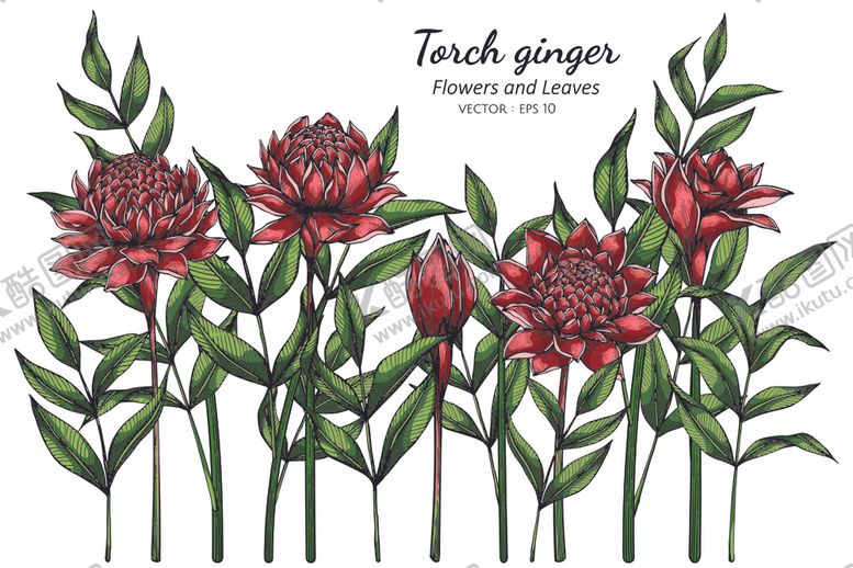 编号：61687010031227353776【酷图网】源文件下载-手绘花卉