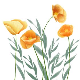 手绘格桑花